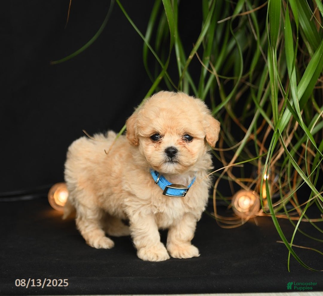 Teddy Bear dogs for sale: Rivers - Image 3
