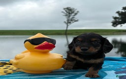 Miniature Dachshund dogs for sale: Rocky - Image 2