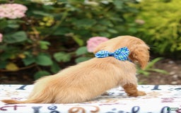 Miniature Dachshund dogs for sale: Scooter - Image 3
