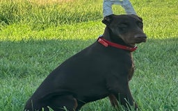 Doberman Pinscher dogs for sale: George - Image 3