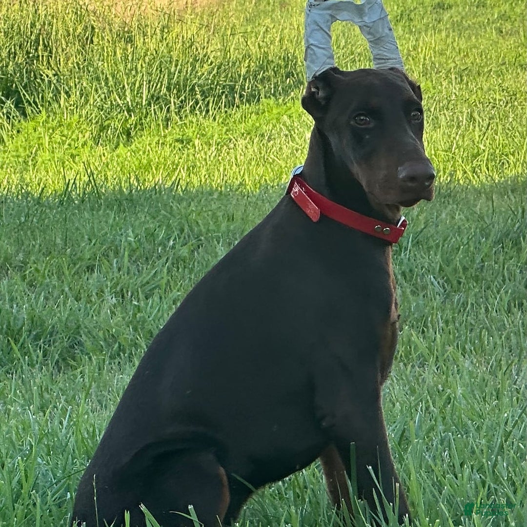 Doberman Pinscher dogs for sale: George - Image 3