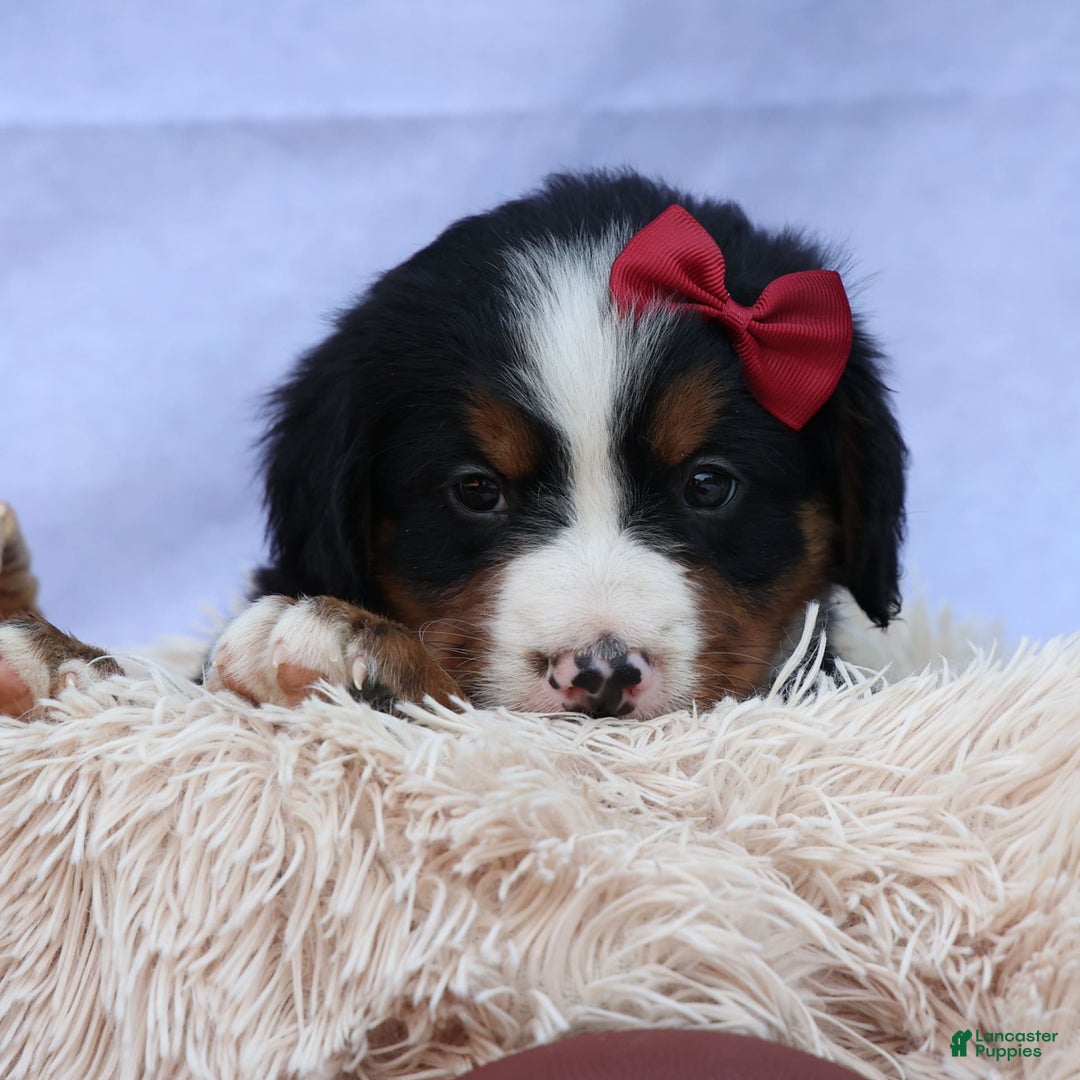 Bernese Mountain Dog dogs for sale: Simon - Image 5