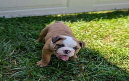 Olde English Bulldogge dogs for sale: Harper - Image 9