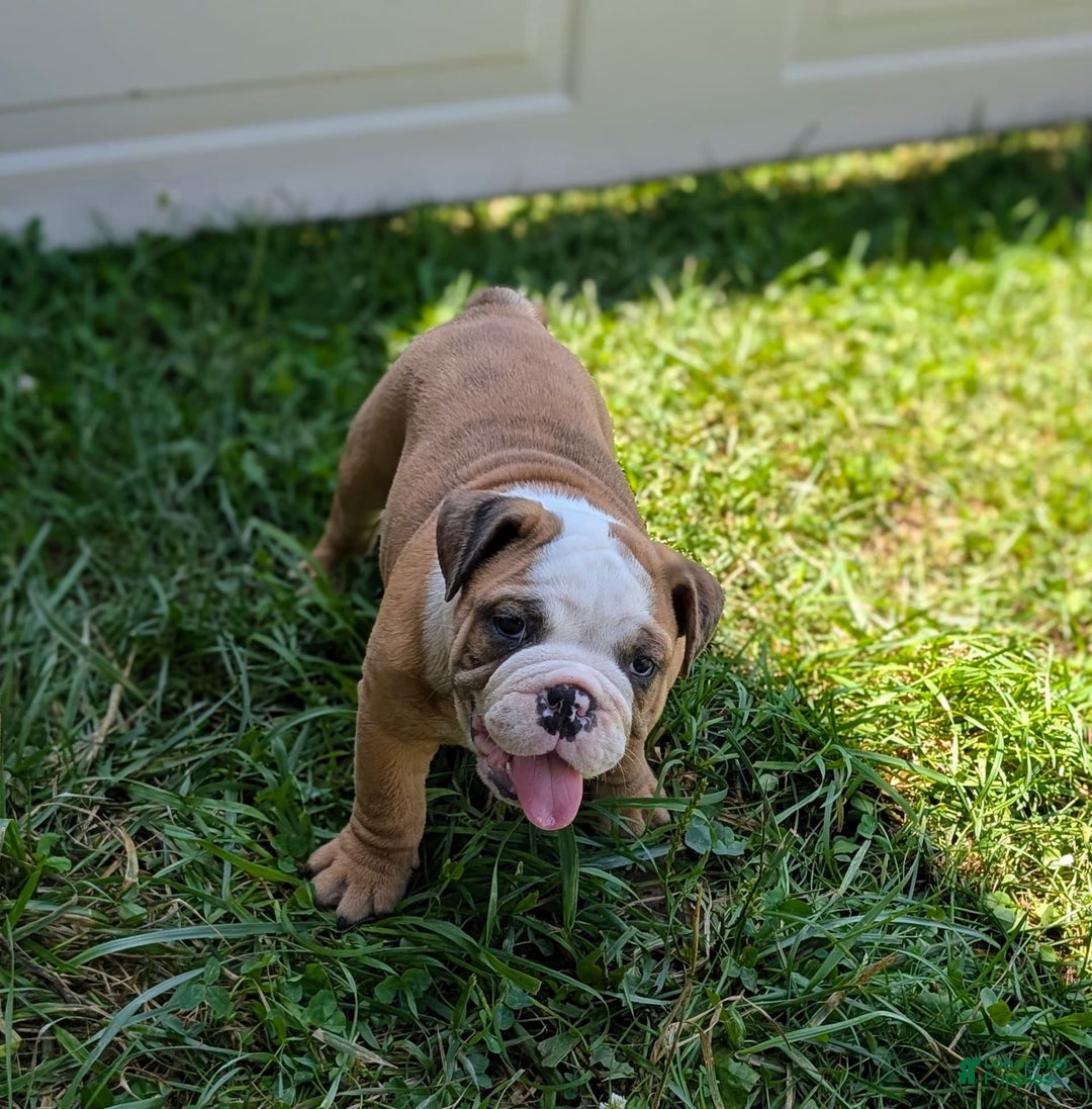 Olde English Bulldogge dogs for sale: Harper - Image 9