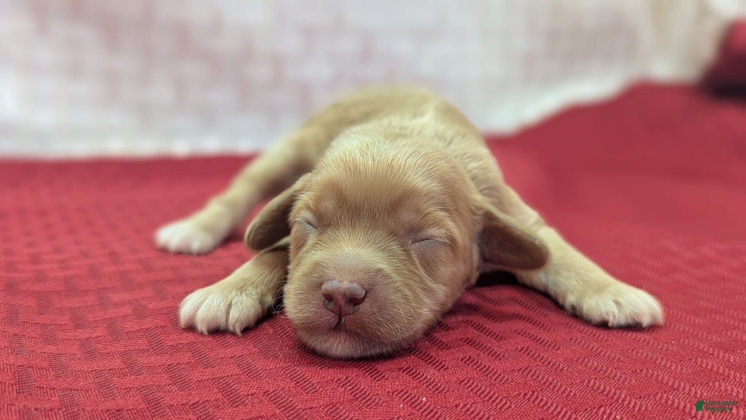 Cockapoo dogs for sale: Lydia - Image 15