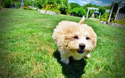 Havapoo dogs for sale: Wags - Image 3
