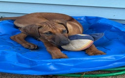 Rhodesian Ridgeback dogs for sale: Black - Image 6