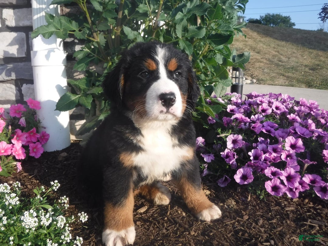 Bernese Mountain Dog dogs for sale: Dustin - Image 5