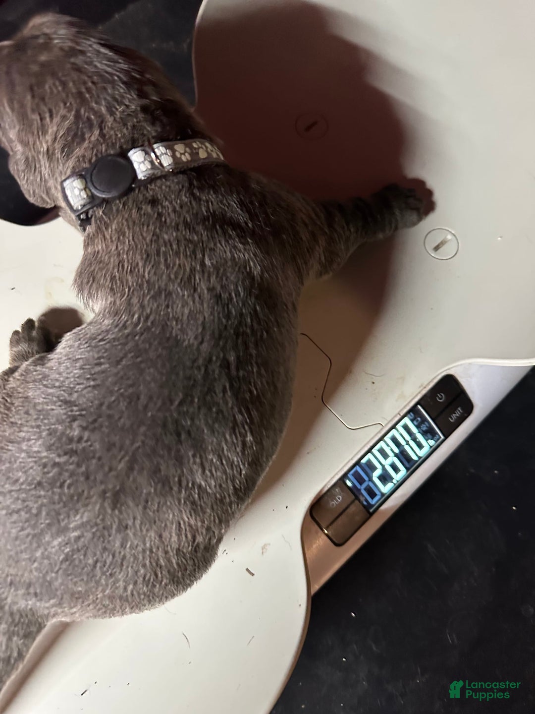 Cane Corso dogs for sale: ICCF Nyra - Image 3