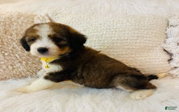 Bernedoodle dogs for sale: 🌸pink Pineapple - Image 4
