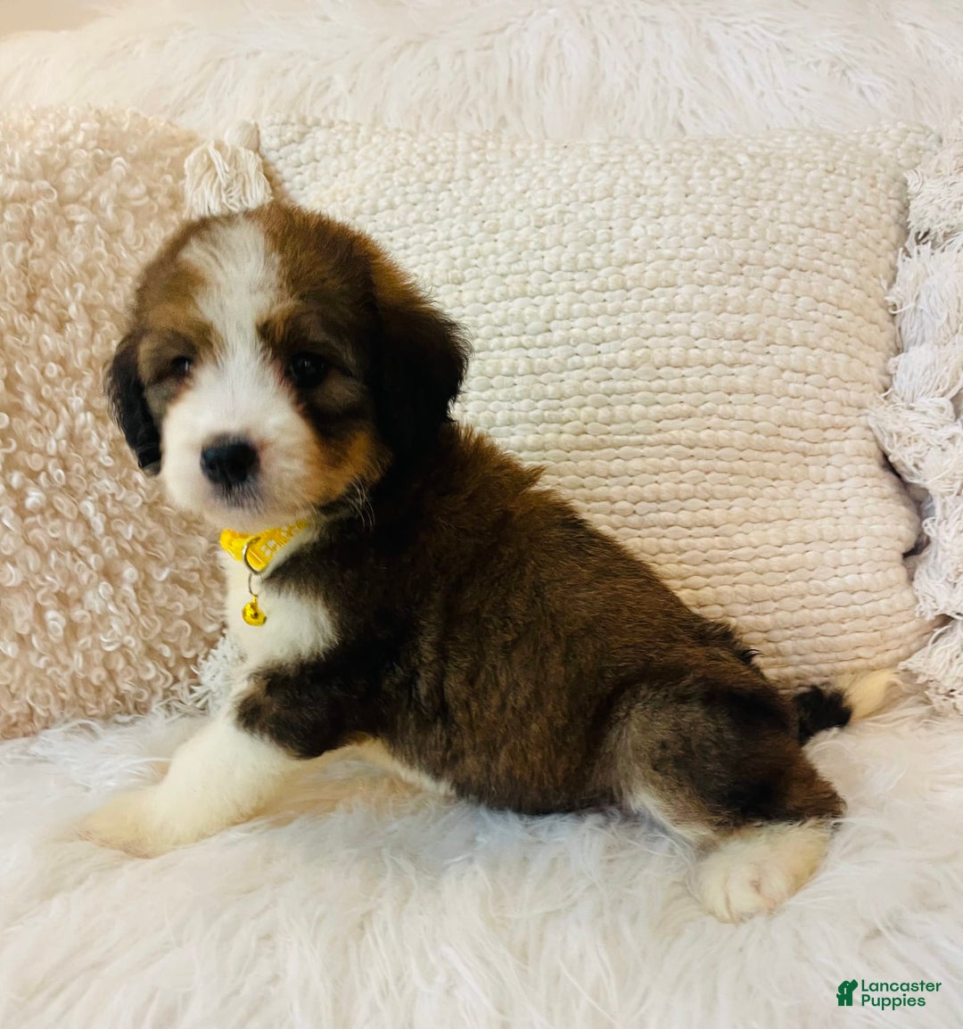 Bernedoodle dogs for sale: 🌸pink Pineapple - Image 4