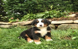 Bernese Mountain Dog dogs for sale: Wilder - Image 1