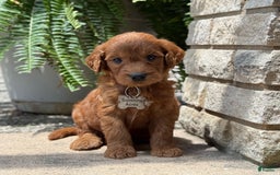 Goldendoodle dogs for sale: Rocky - Image 6