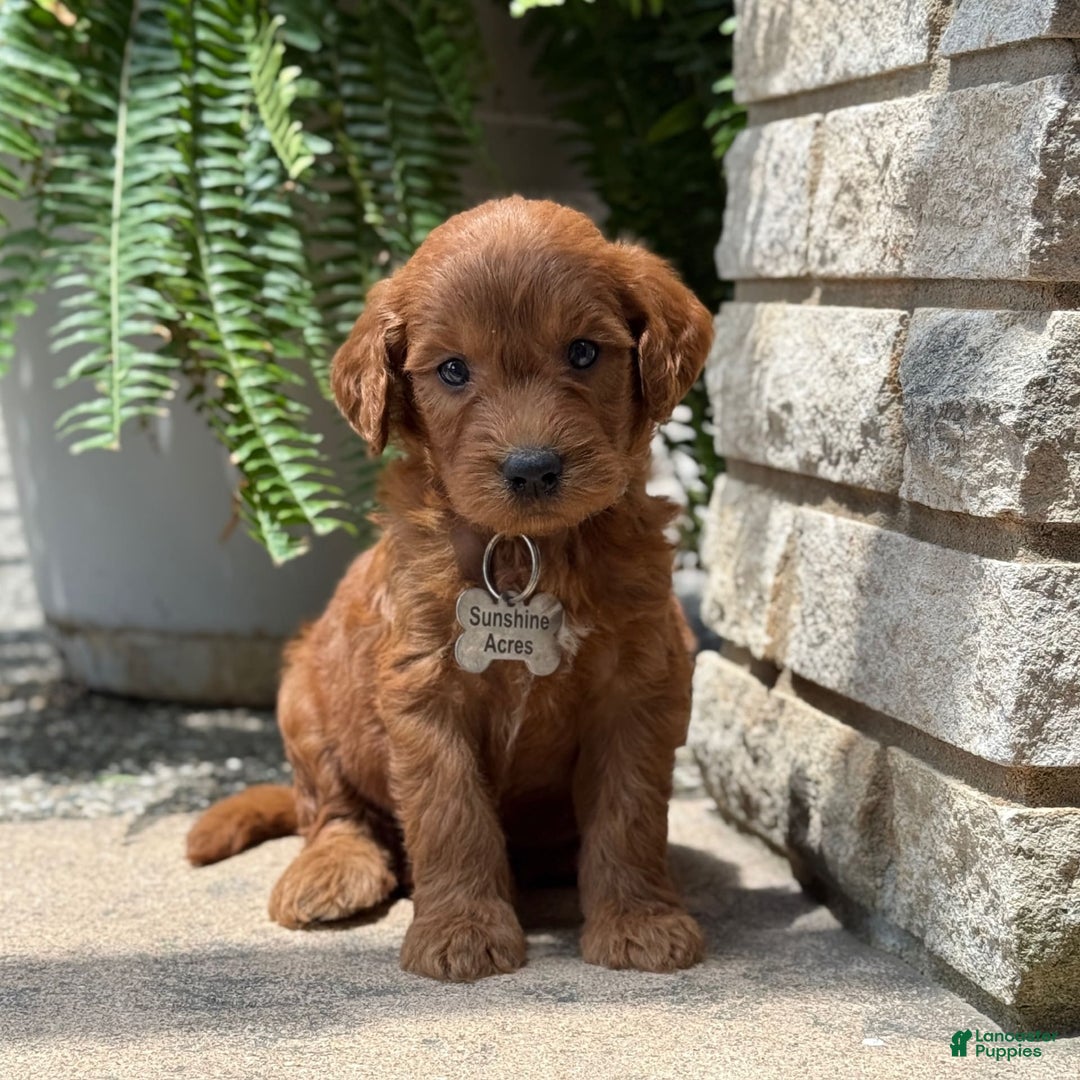 Goldendoodle dogs for sale: Rocky - Image 6