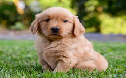 Golden Retriever dogs for sale: Keke - Image 3