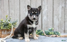 Siberian Husky dogs for sale: Moose - Image 1