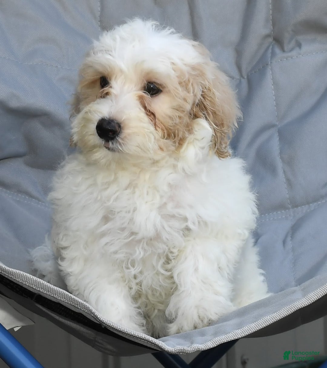 Maltipoo dogs for sale: Lola - Image 2
