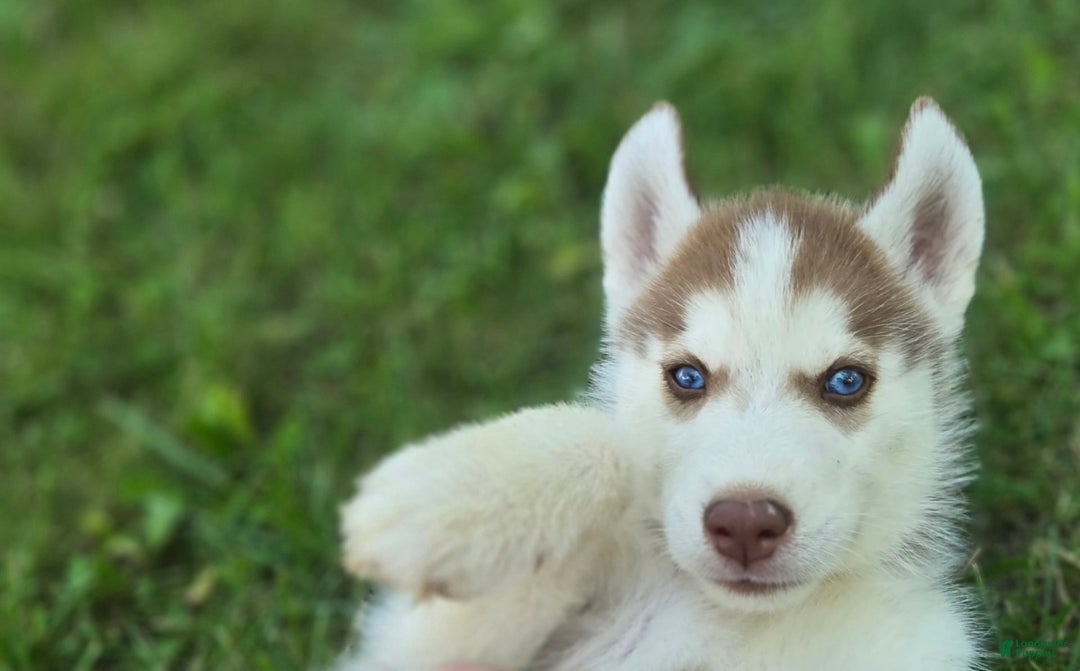 Siberian Husky dogs for sale: Ash - Image 3
