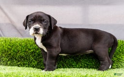 Great Dane dogs for sale: Kathy - Image 7