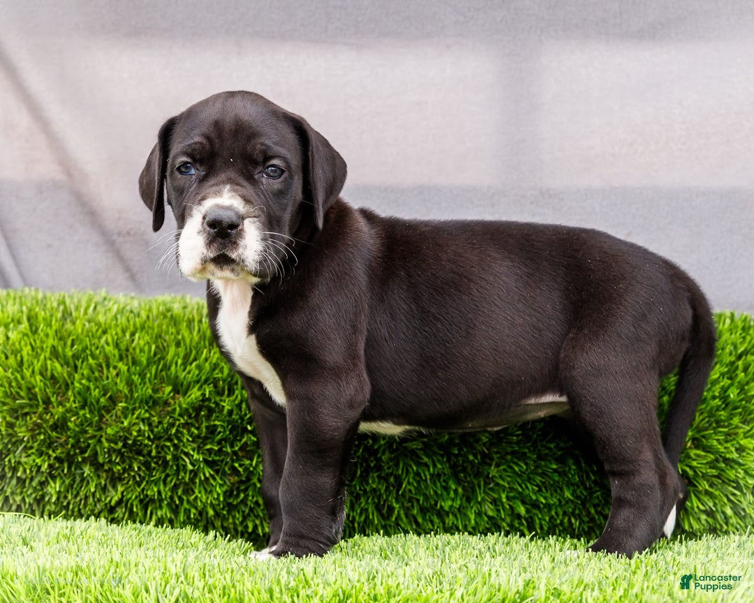 Great Dane dogs for sale: Kathy - Image 7