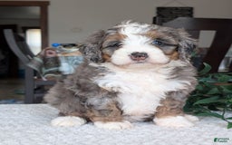 Mini Bernedoodle dogs for sale: Allie - Image 20