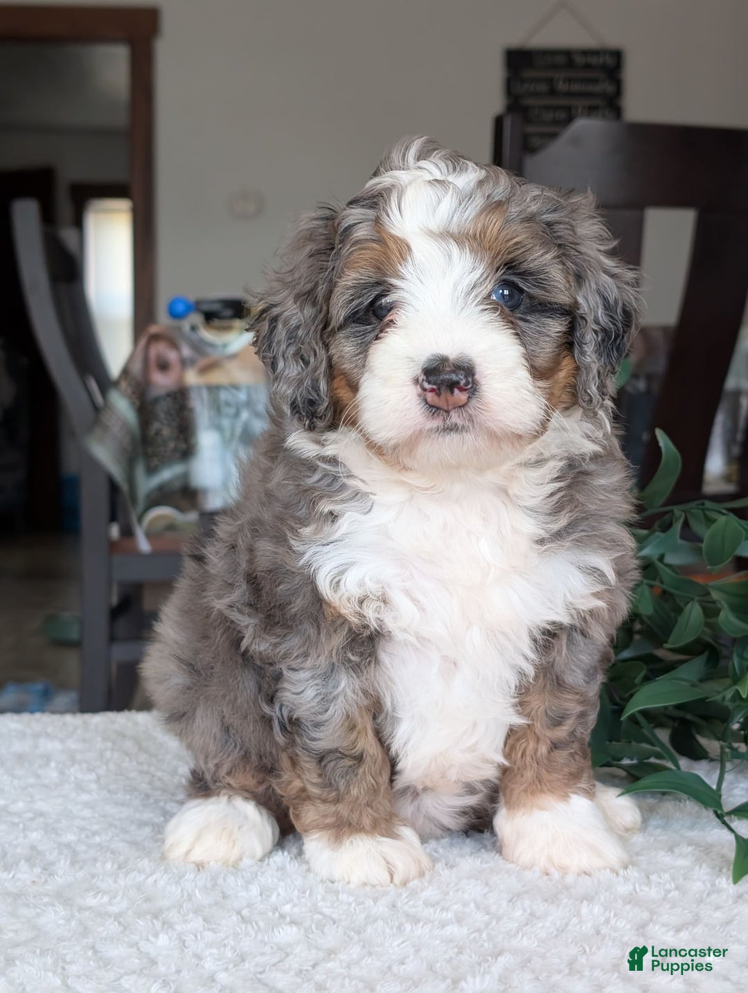Mini Bernedoodle dogs for sale: Allie - Image 20