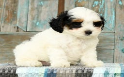 Cavapoo dogs for sale: Puncho - Image 5