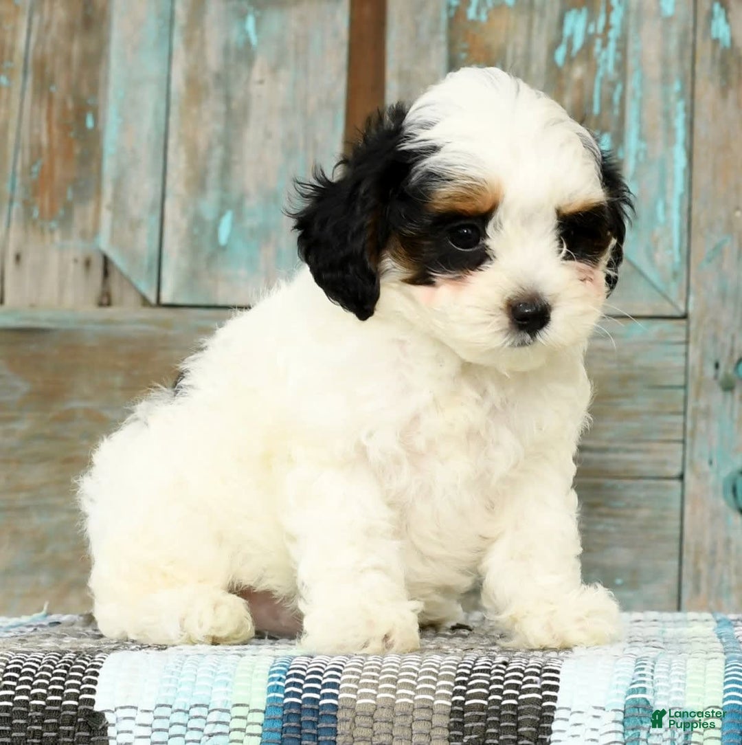 Cavapoo dogs for sale: Puncho - Image 5