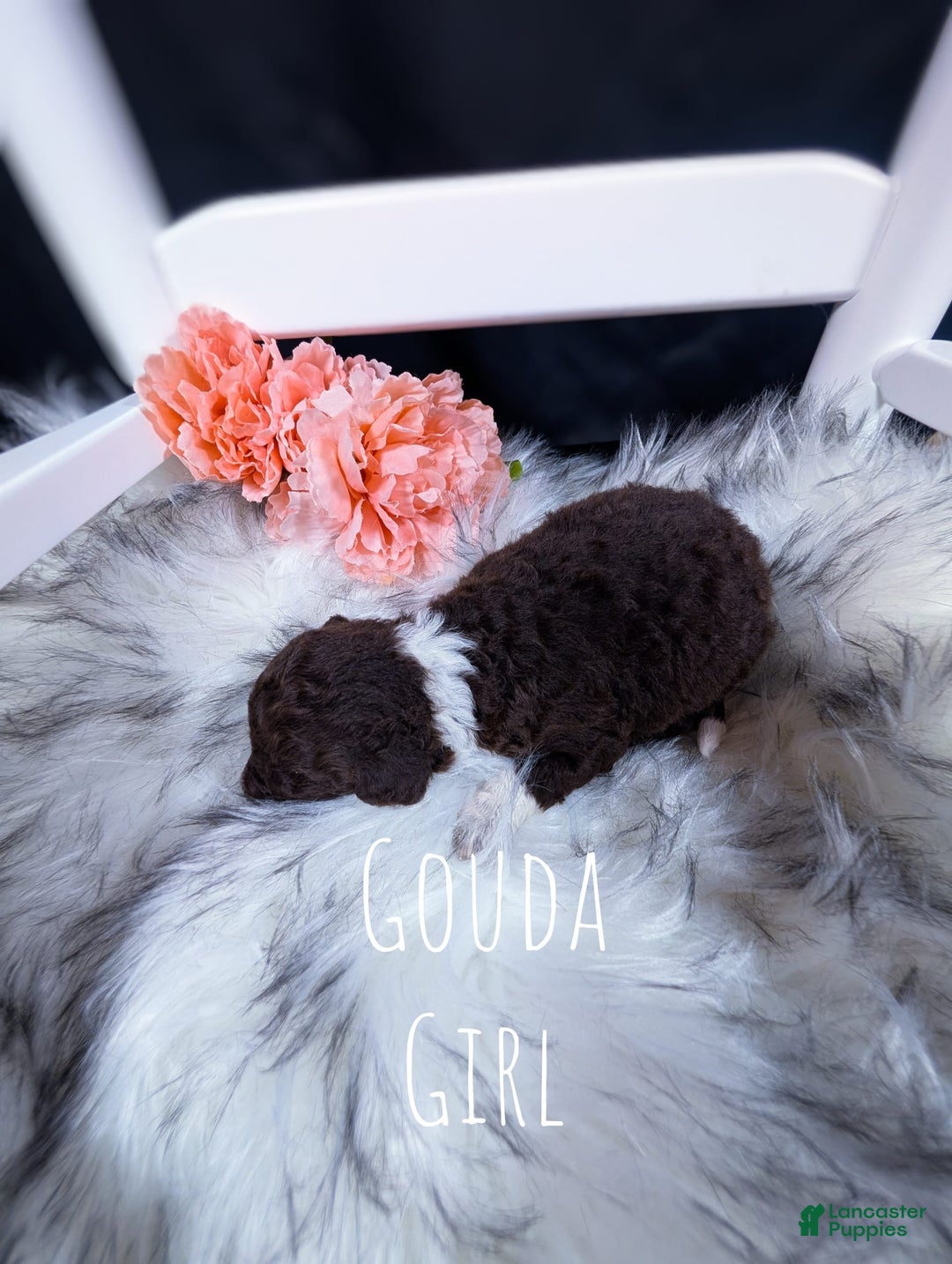 Mini Bernedoodle dogs for sale: Gouda - Image 2