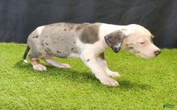 Catahoula Leopard Dog dogs for sale: Diamond 2025 F1 - Image 17