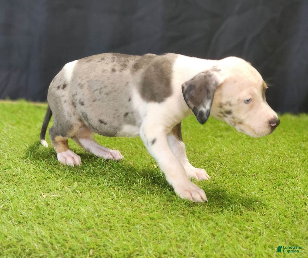 Catahoula Leopard Dog dogs for sale: Diamond 2025 F1 - Image 17