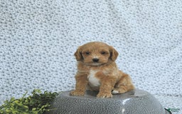 Cavapoo dogs for sale: Rhett - Image 4