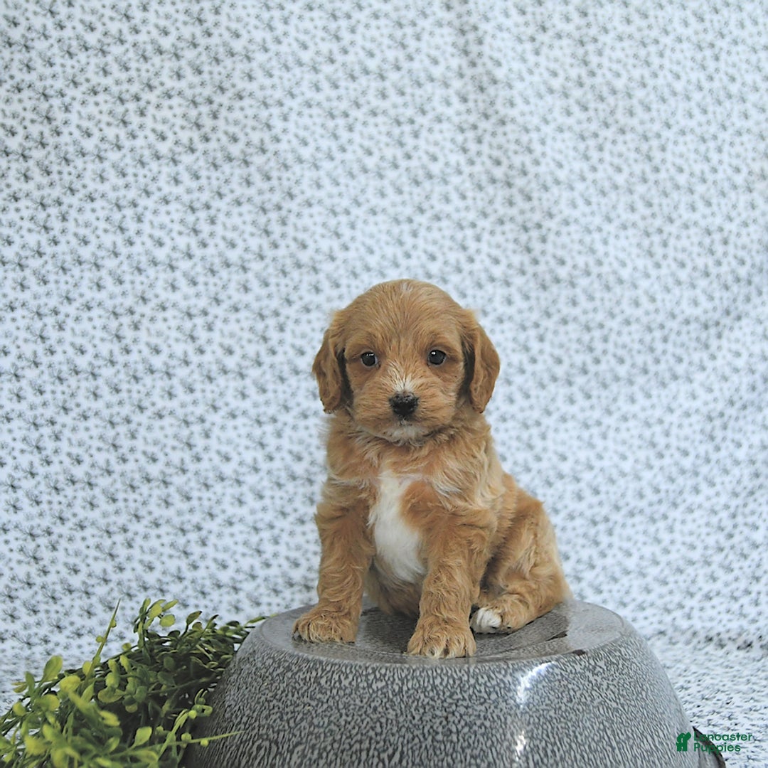 Cavapoo dogs for sale: Rhett - Image 4