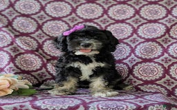 Cockapoo dogs for sale: Charlena - Image 1