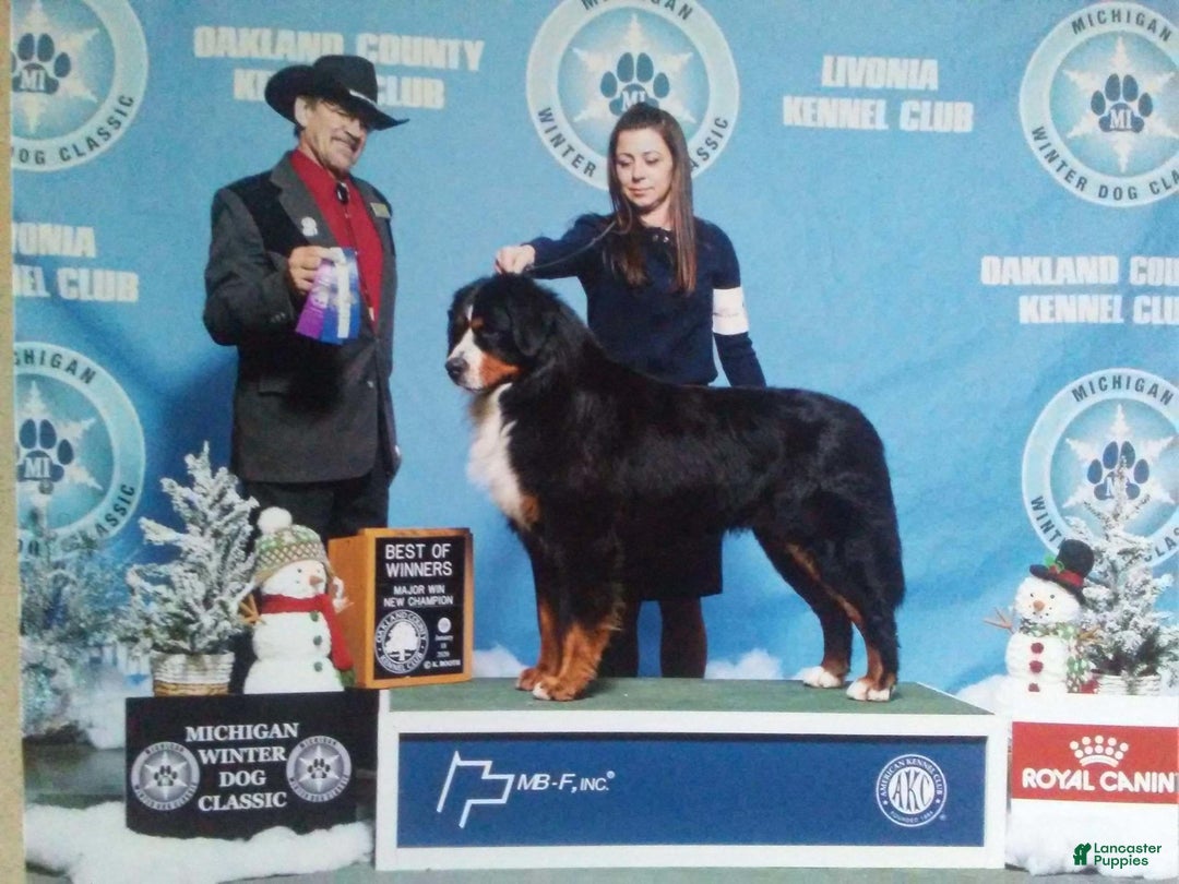 Bernese Mountain Dog dogs for sale: Champ - Image 13