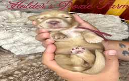 Miniature Dachshund dogs for sale: Thelma Lou - Image 4