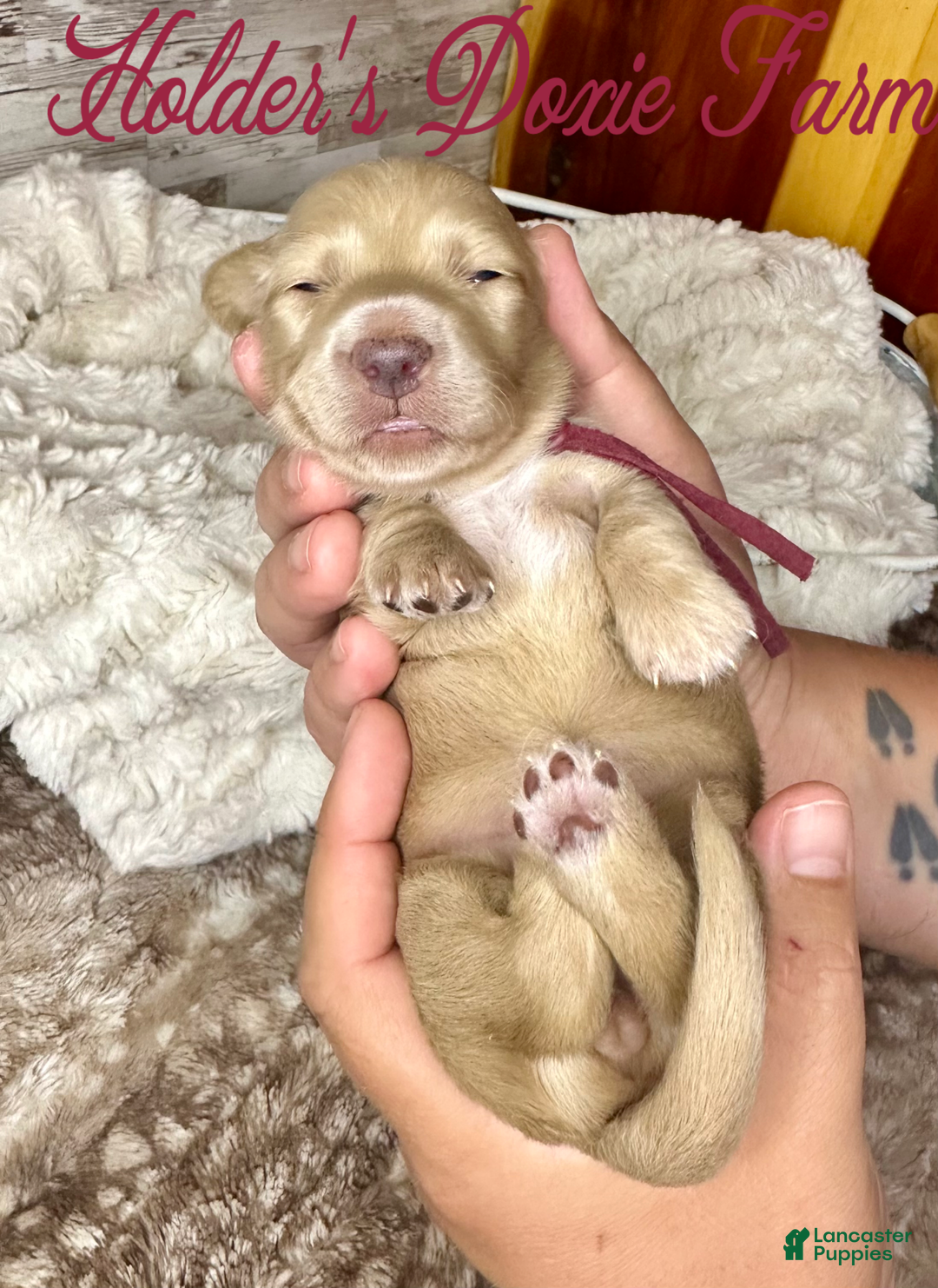 Miniature Dachshund dogs for sale: Thelma Lou - Image 4