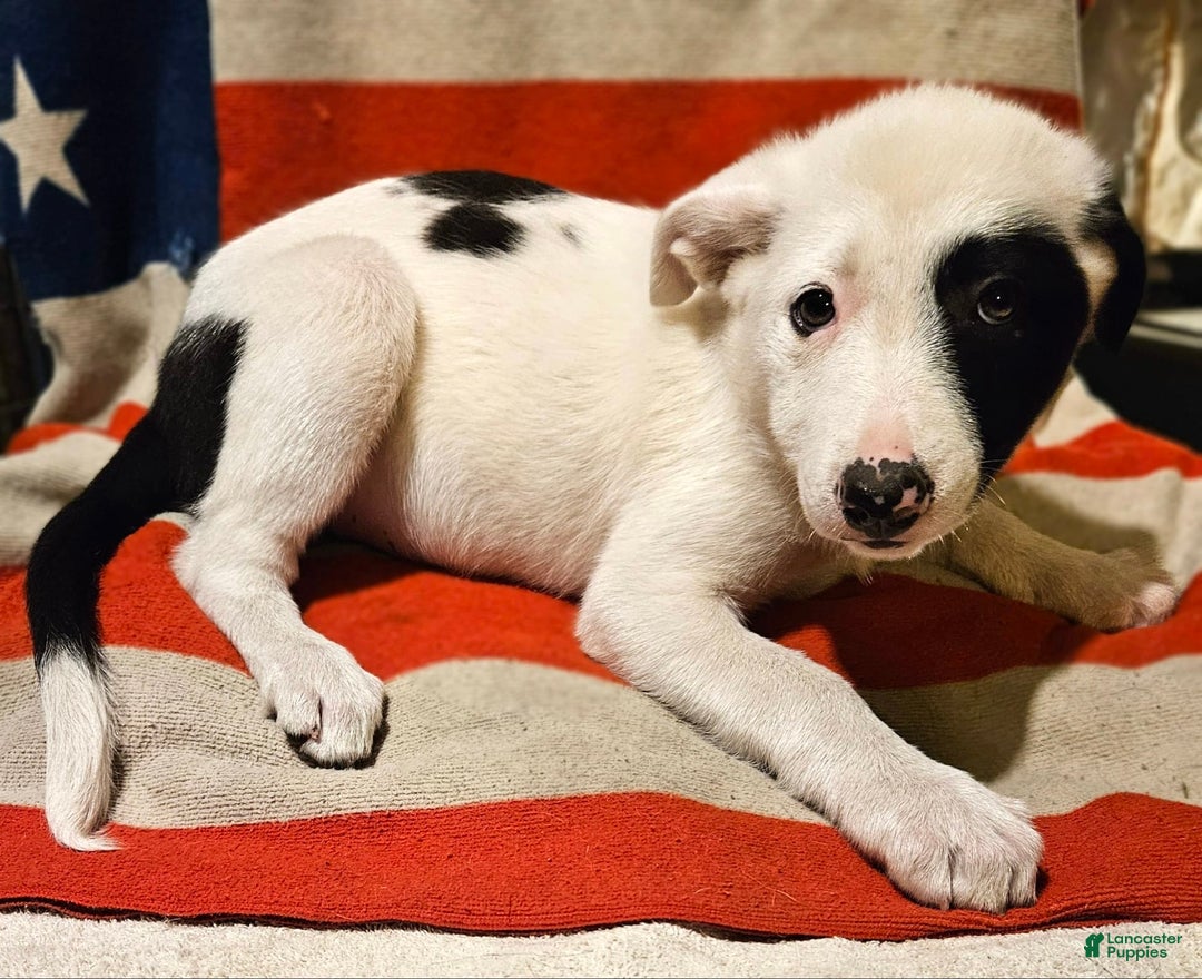 Border Collie dogs for sale: Bambi - Image 38