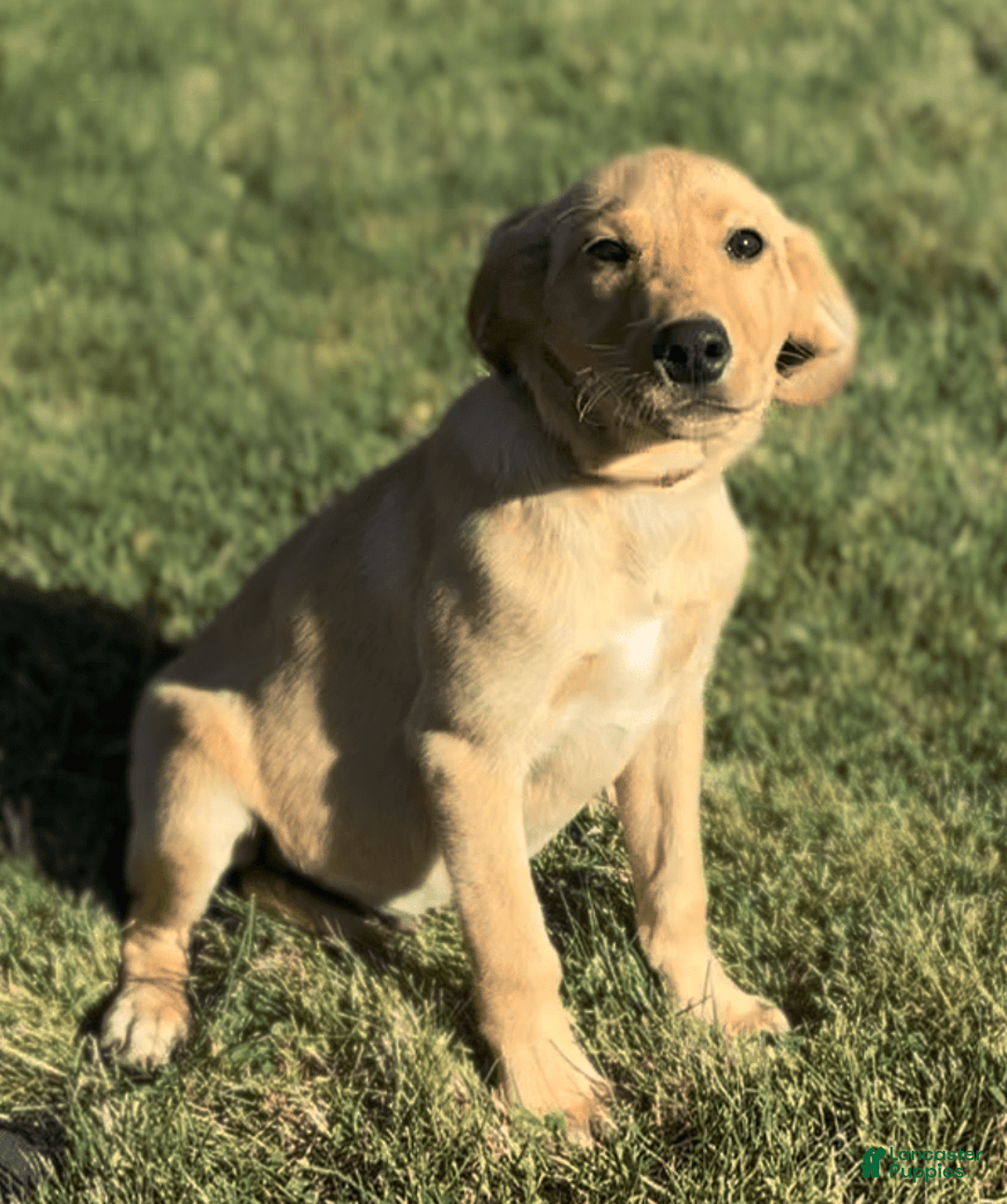 Labrador Retriever dogs for sale: Simba - Image 2