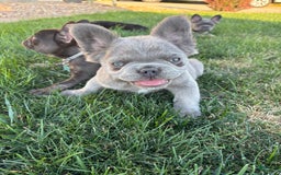 French Bulldog dogs for sale: Bentley - Image 1