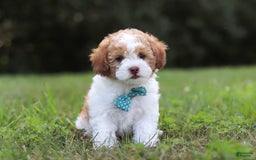 Shihpoo dogs for sale: Hudson - Image 9