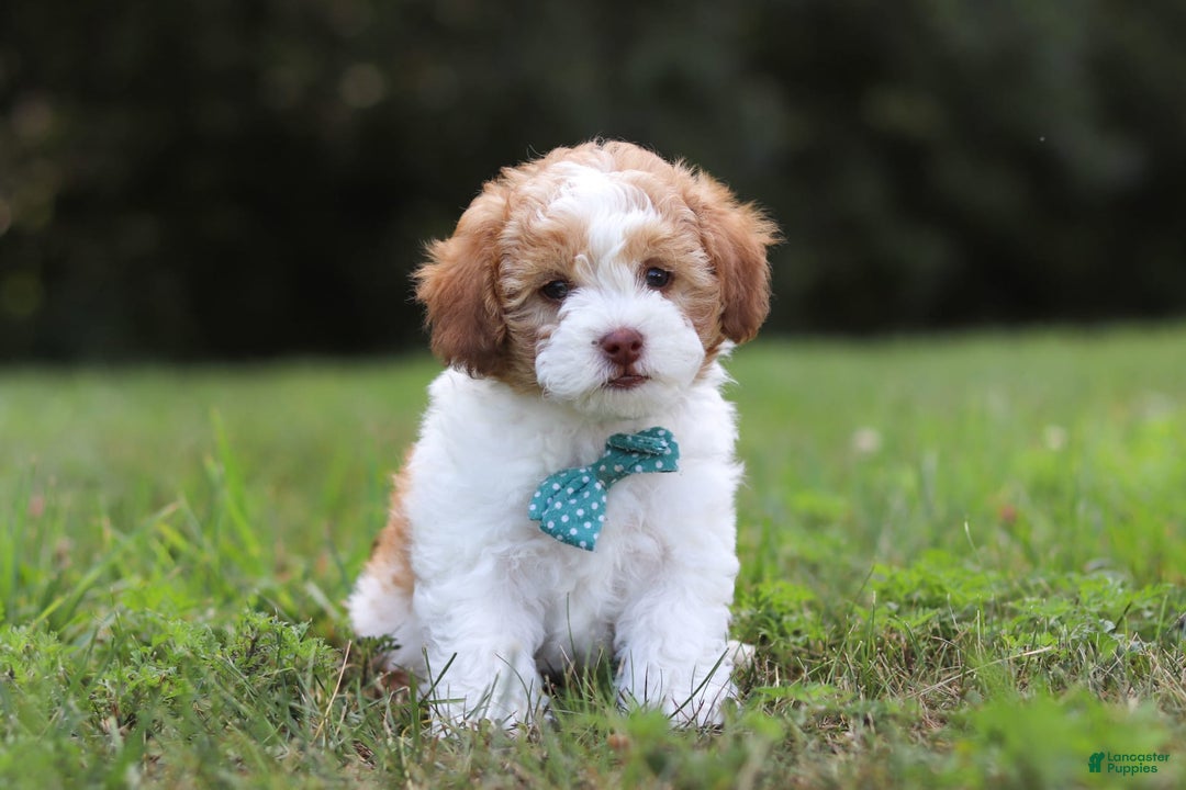 Shihpoo dogs for sale: Hudson - Image 9