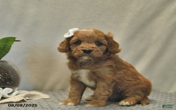 Cavapoo dogs for sale: Daisy - Image 3
