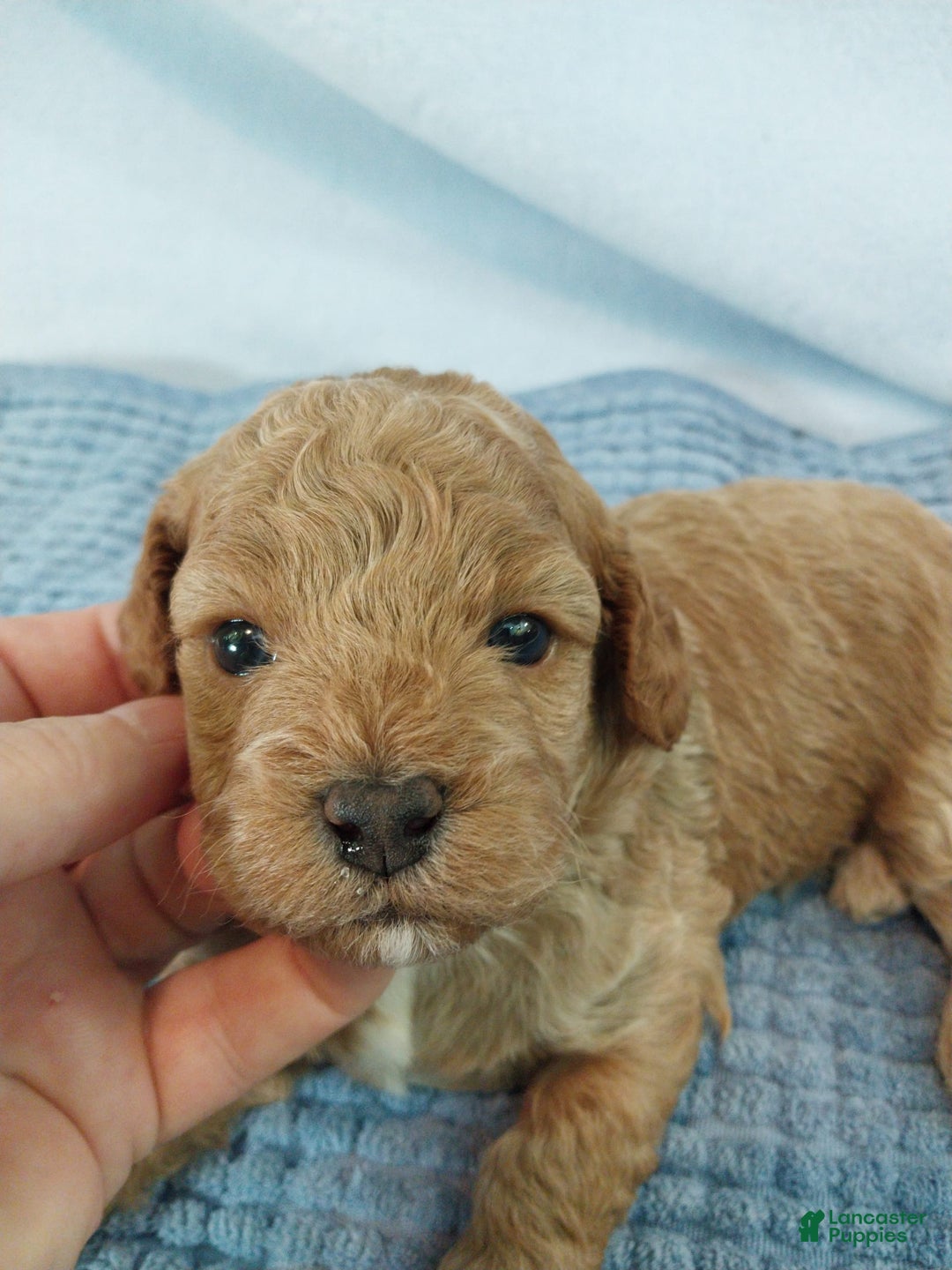 Toy Poodle dogs for sale: Kubby - Image 11