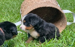 Bernese Mountain Dog dogs for sale: Mia - Image 3