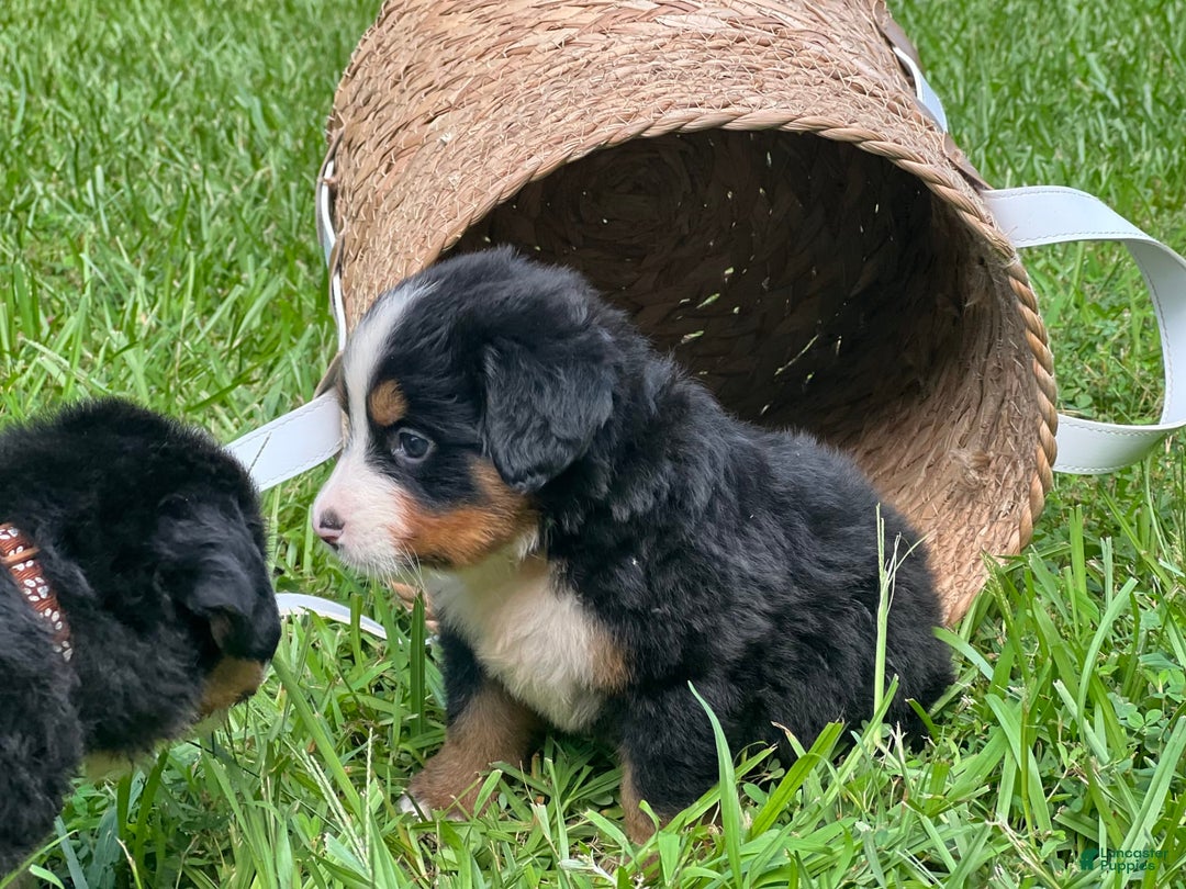 Bernese Mountain Dog dogs for sale: Mia - Image 3
