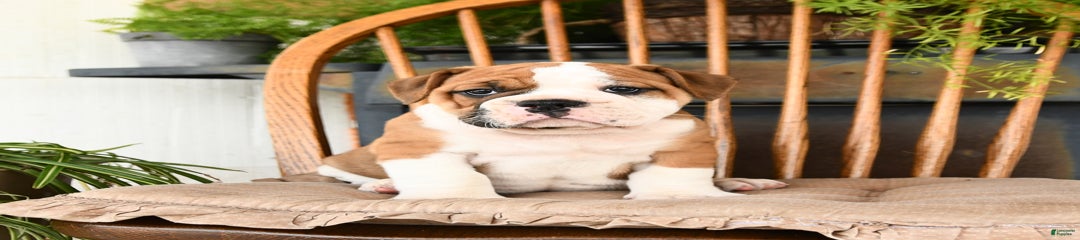 Elvis