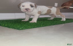 American Bully dogs for sale: Love Patch - Image 8