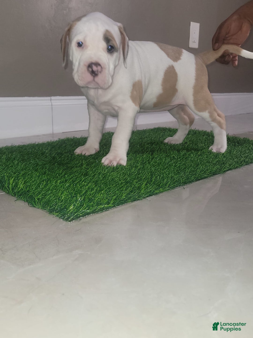 American Bully dogs for sale: Love Patch - Image 8