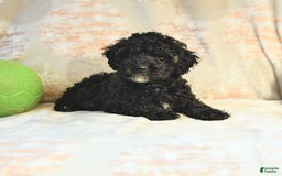 Miniature Poodle dogs for sale: Buster - Image 5